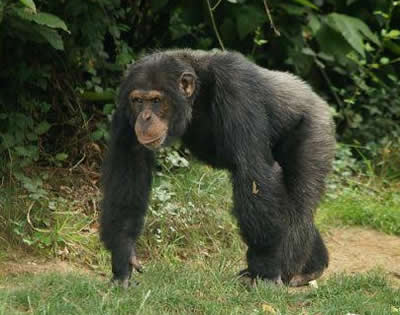 8 Days Uganda Primates & Wildlife Safari